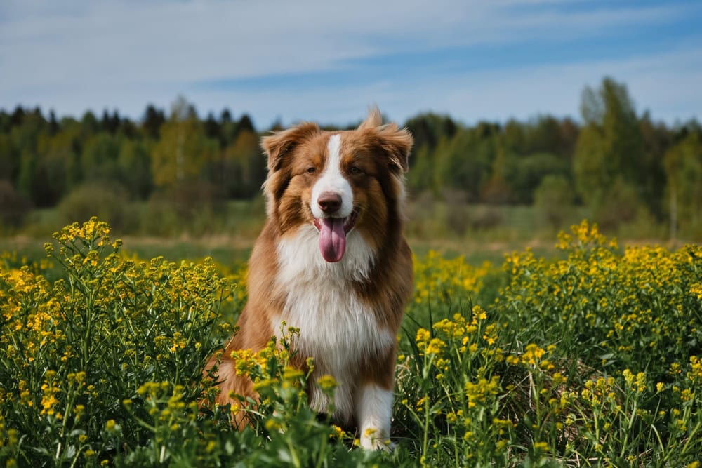 How Long Do Australian Shepherds Live? Average Lifespan, Data & Care