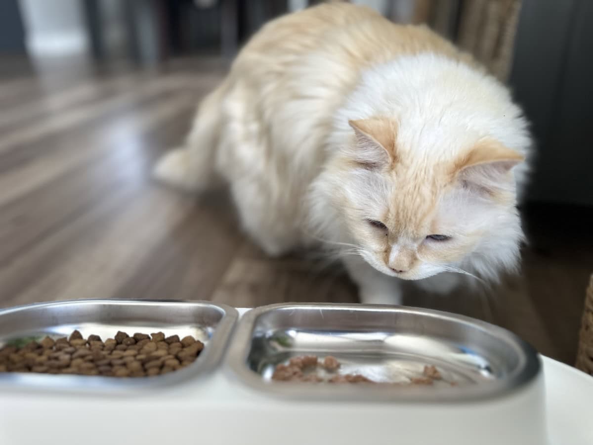 Feeding Blue: How Much, How Often & Meeting Her Demands
