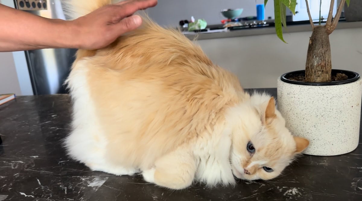 Blue's Obsession With Butt Pats