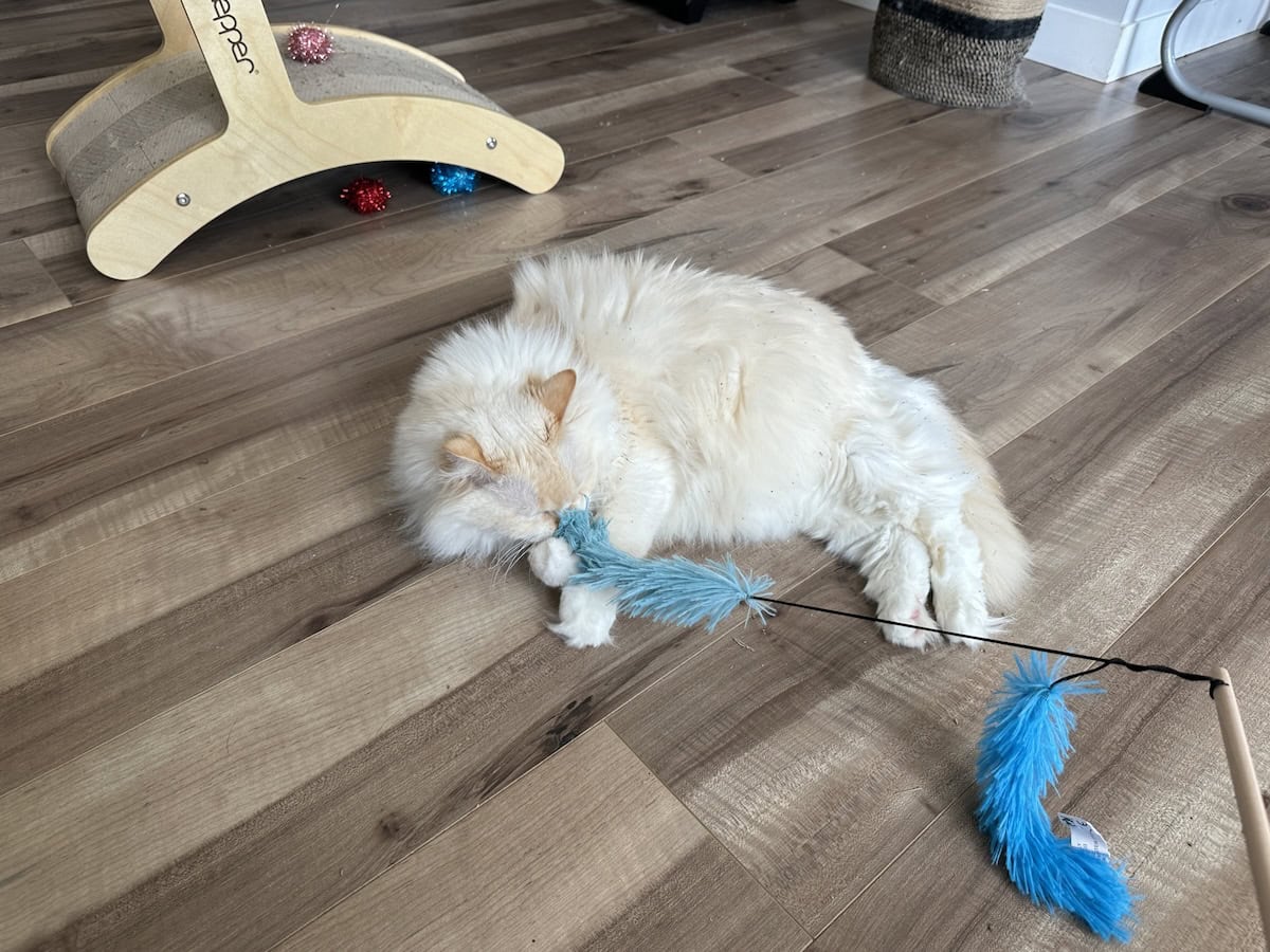 Cat-Play & How I Encourage Blue to Get Active