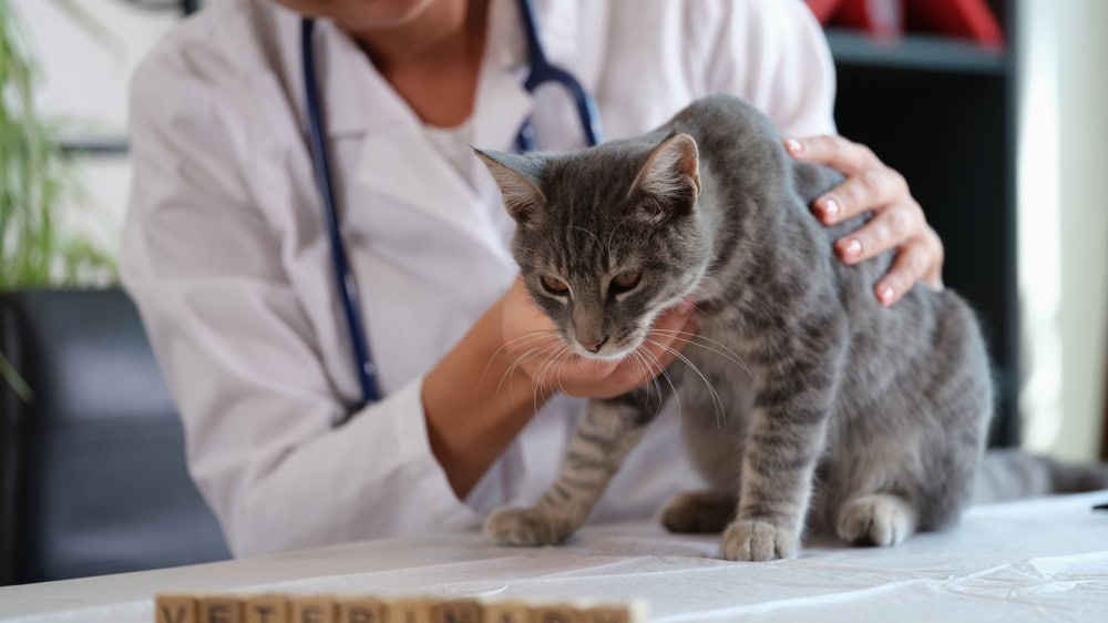 Can Cats Get COVID? 7 Signs and Treatments