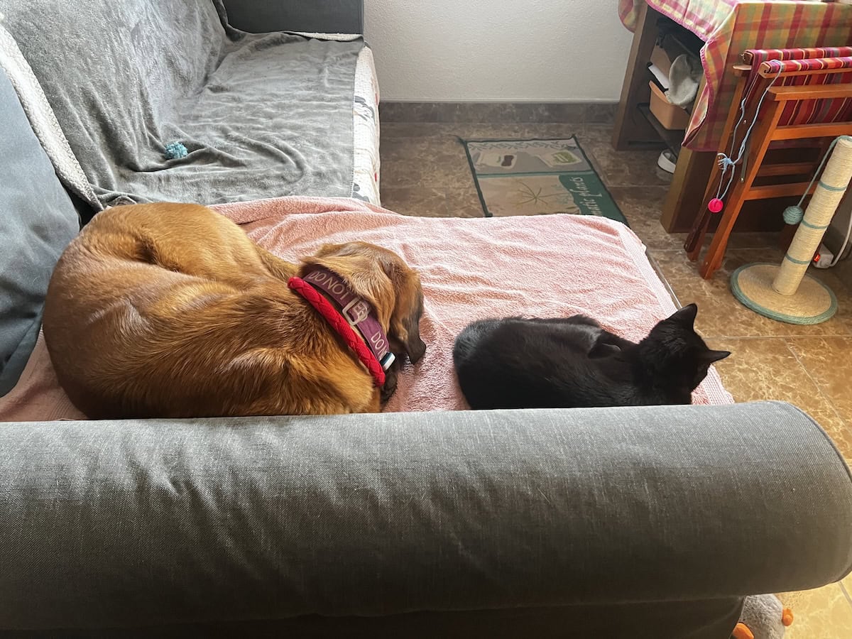 Cats & Peeing Outside of the Litter Box: Why Did Miki Pee on the Sofa?