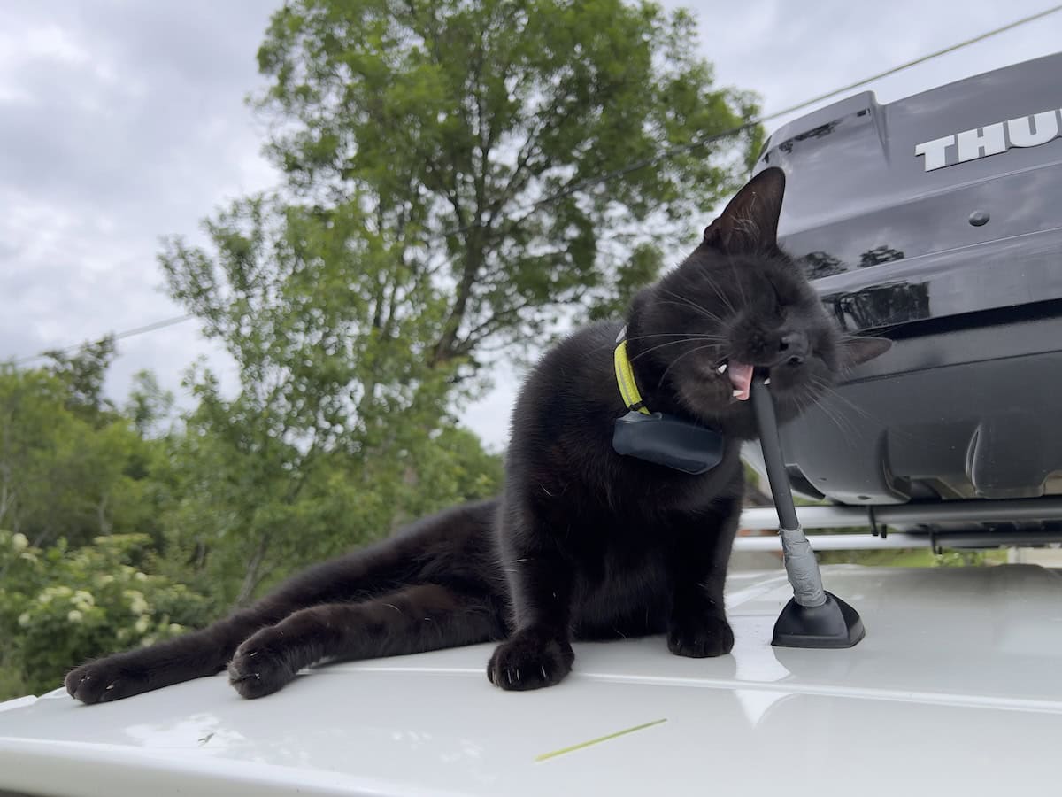 Dangerous Things Cats Are Attracted to: How I Keep Miki Safe