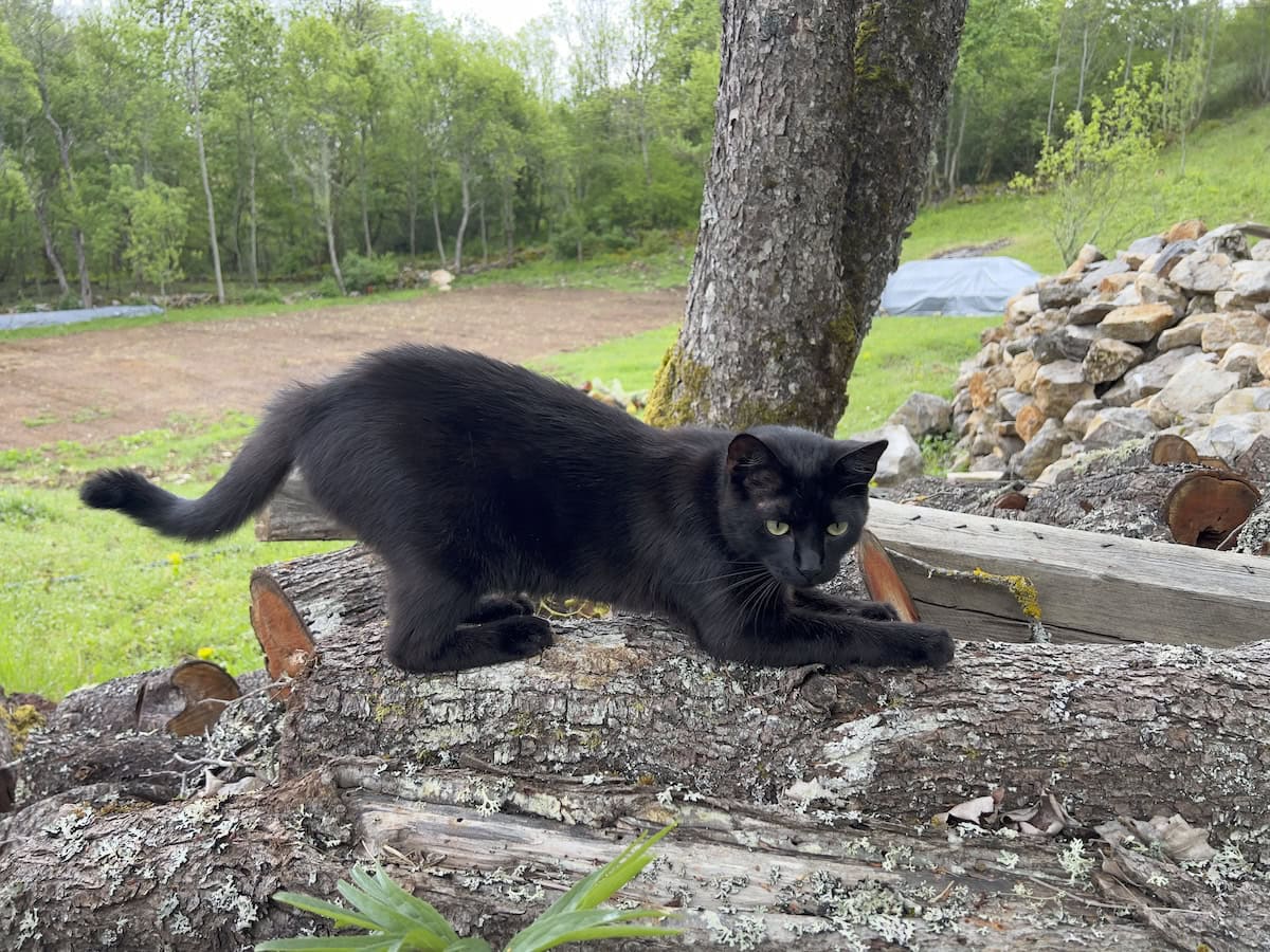 Cats and Hunting: How Miki Impacts the Local Wildlife