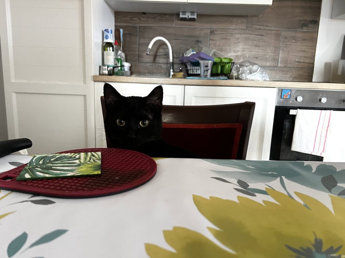 Cats & Food: Why Is Miki So Picky?