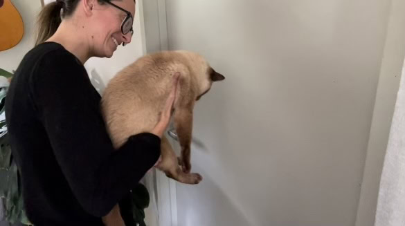 The 'Paws on the Wall' Challenge: How Did Baby Cat Do? (With Video)