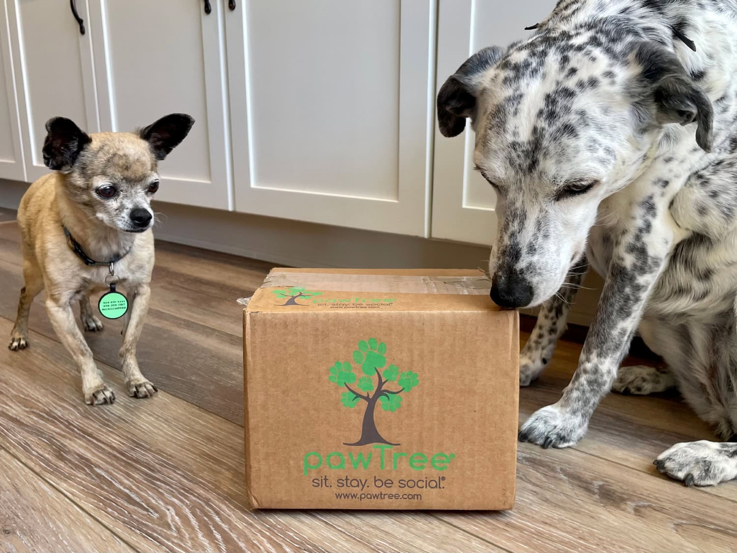 PawTree Pet Supplements - papyrus and ragz are looking at the box