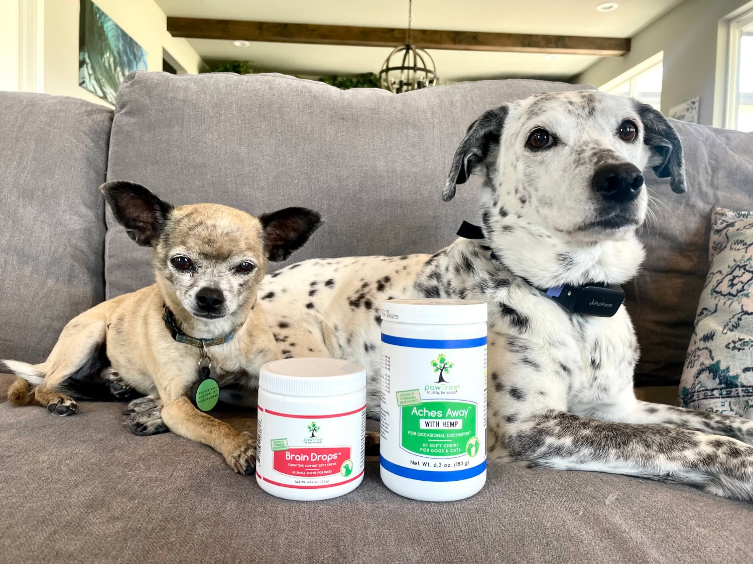 PawTree Pet Supplements - papyrus and ragz lying on couch with the product bottles