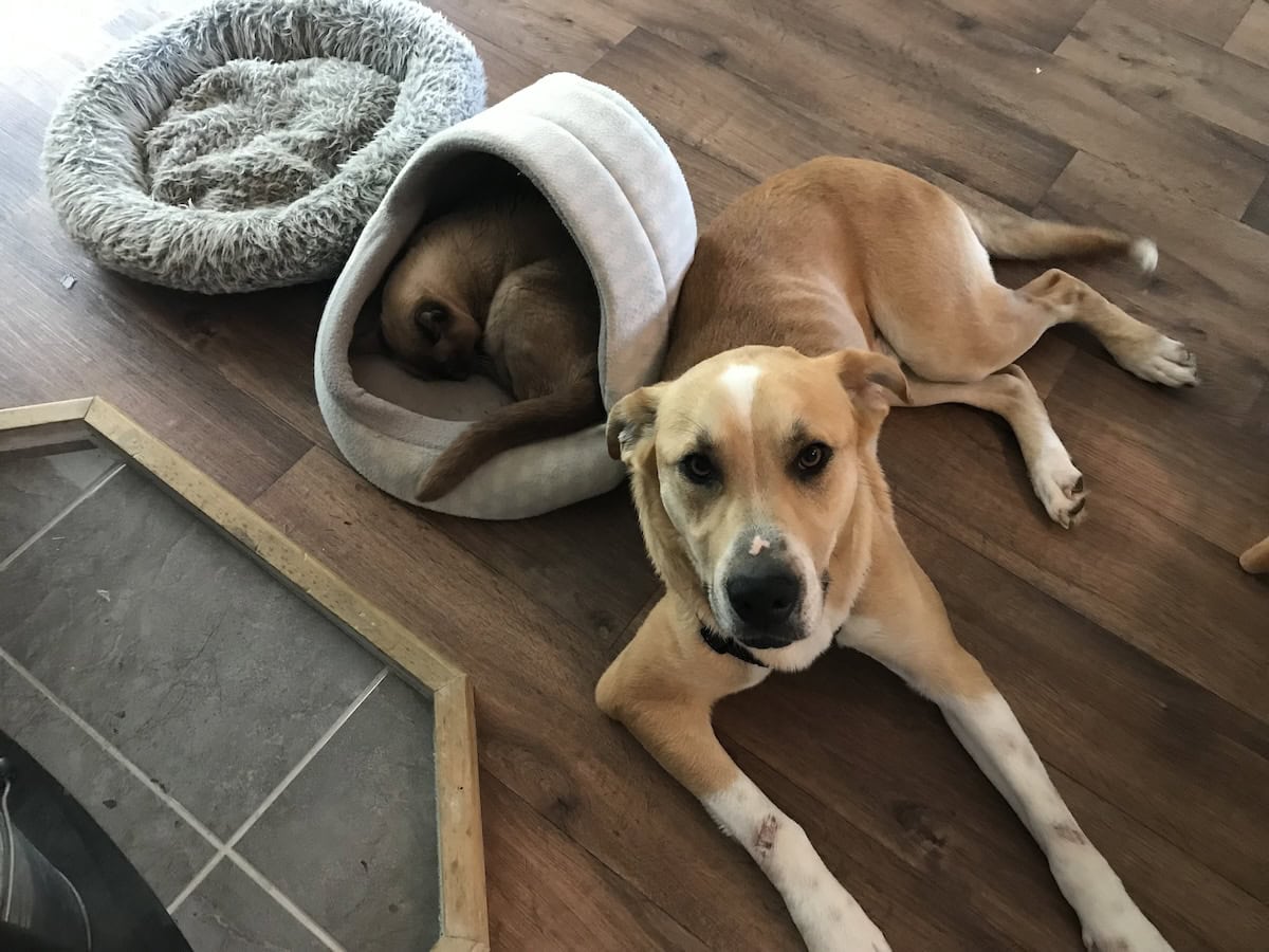 Unlikely Friends, Part 2: Baby Cat Adjusts to Life With Two Dogs