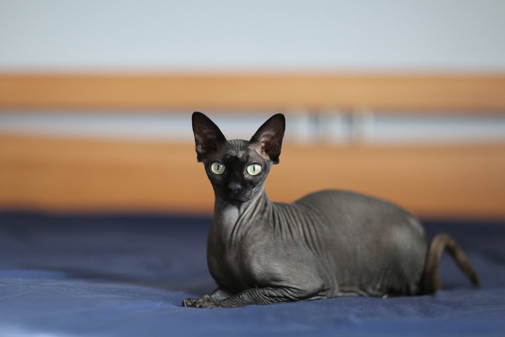 How Long Do Sphynx Cats Live? Average Lifespan, Data & Care Guide