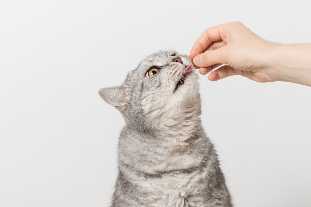 How to Give a Cat a Pill: 2 Vet-Recommended Methods