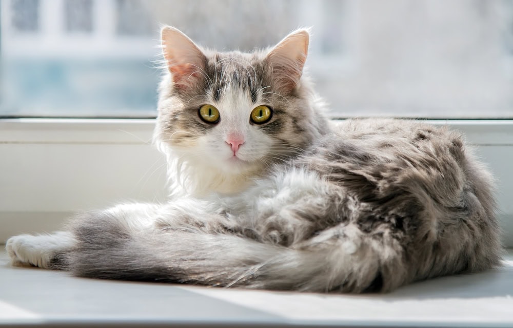 Does My Cat Need Sunscreen? Vet-Verified Summer Safety Facts