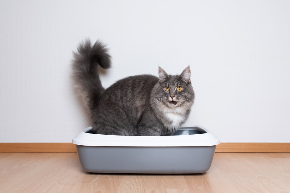 Why Does My Cat Keep Getting UTIs? 7 Vet-Reviewed Reasons