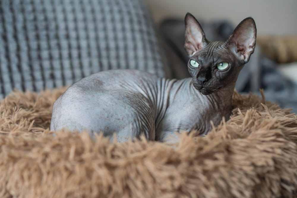 8 Best Cat Cave Beds - 2026 Reviews & Top Picks