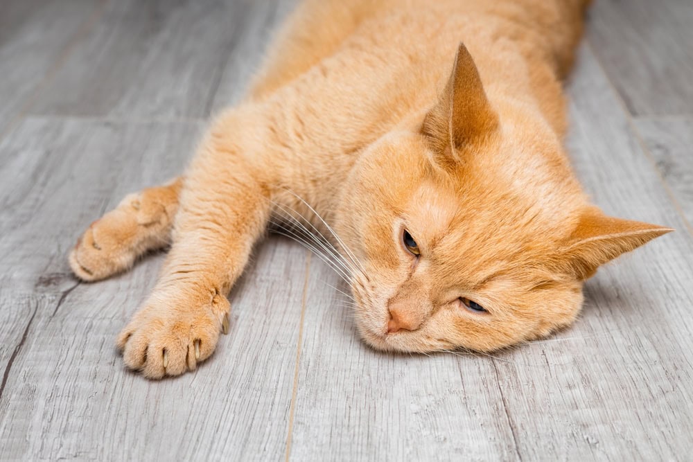 sick cat lying on the floor