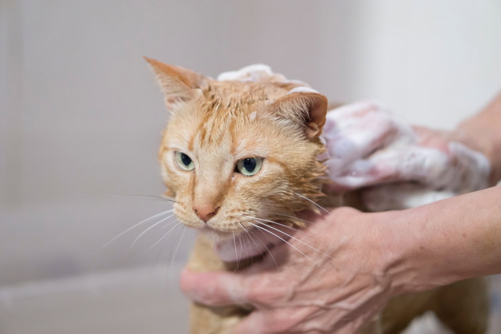 10 Best Cat Shampoos for Odor Control - 2026 Reviews & Top Picks