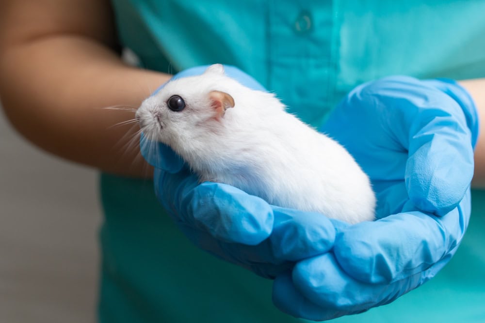 Tumors & Cancer in Hamsters: Signs, Causes & Treatment (Vet Answer)