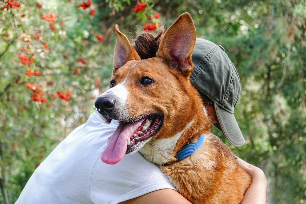 Does My Dog Miss My Ex? (Answered)