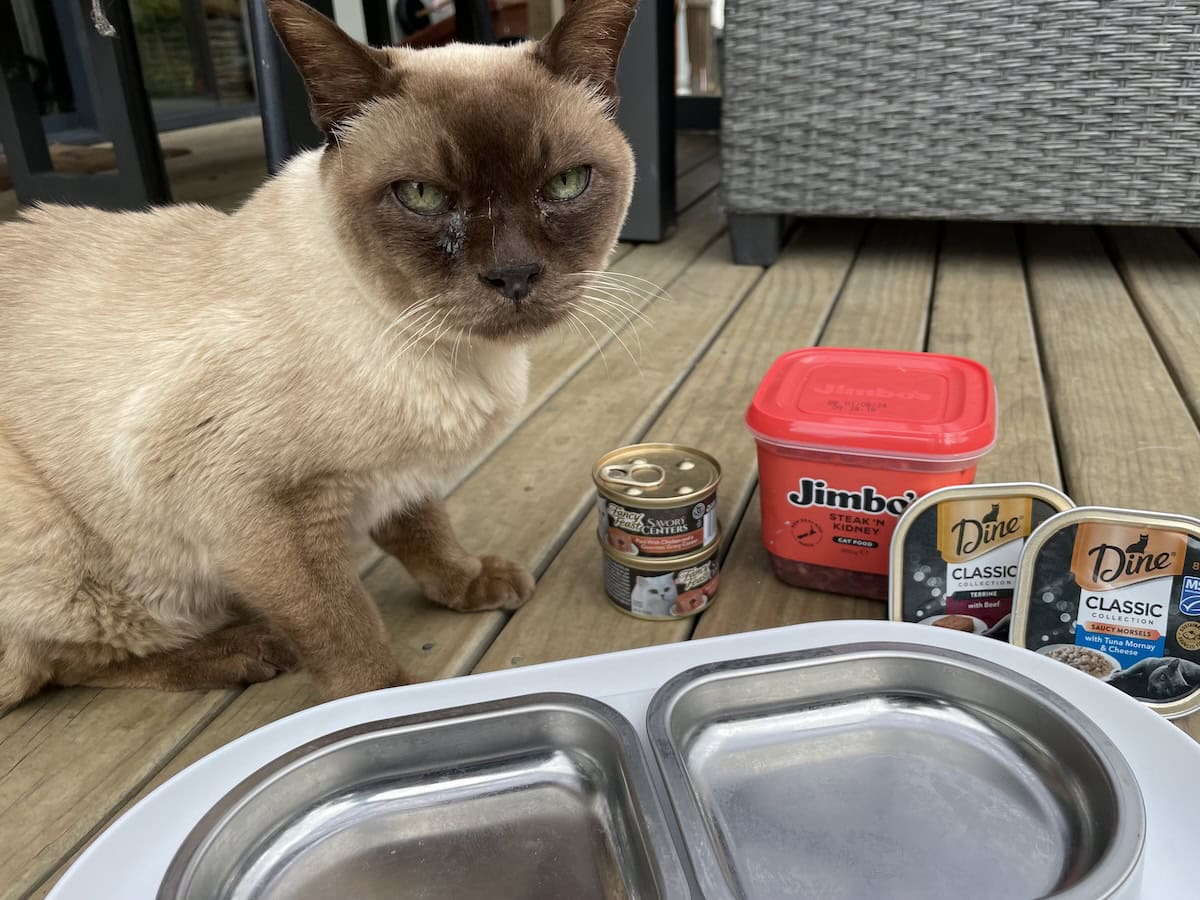 My Hungry Senior Cat Doesn't Want to Eat Much Anymore: 8 Tips to Help
