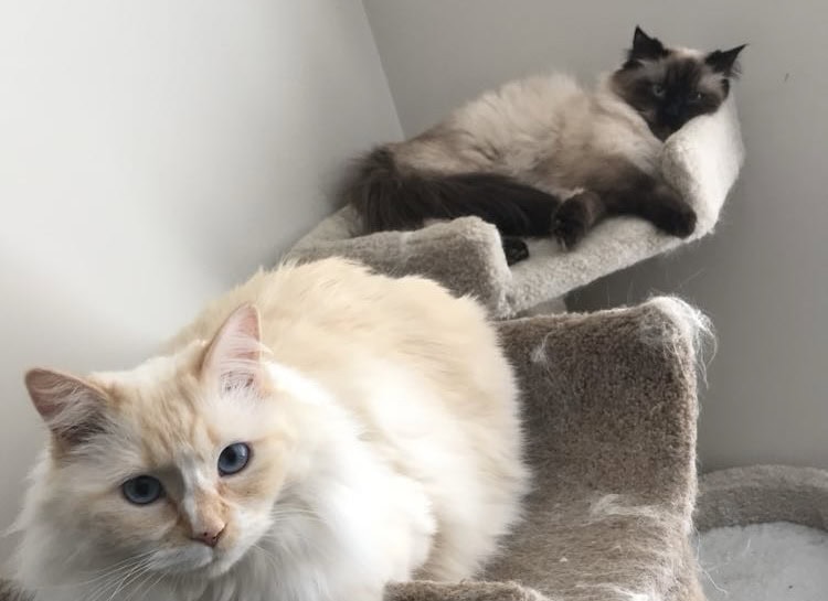 Cats in Heat: Our First-Hand Experience
