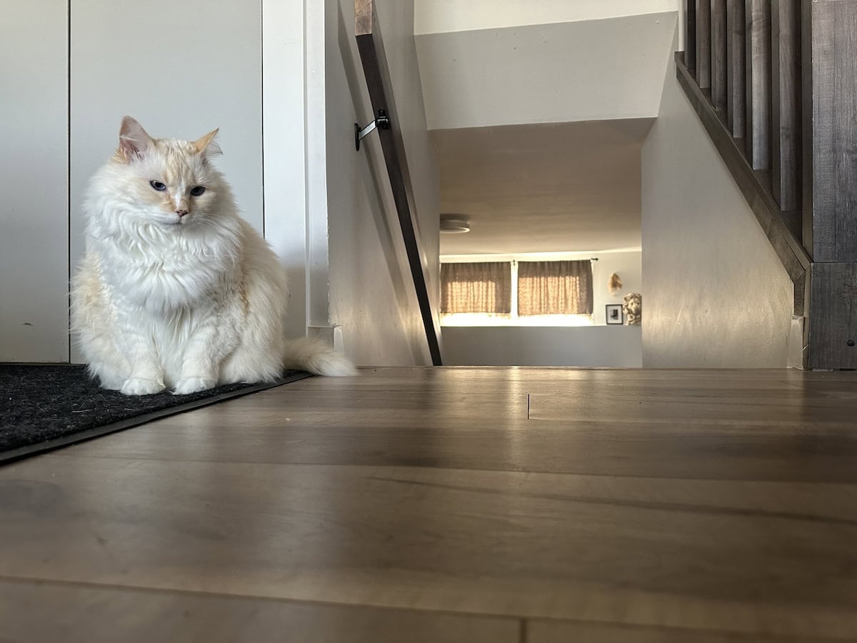 Litter Box Tracking: Our Prevention Hacks & Favorite Litter