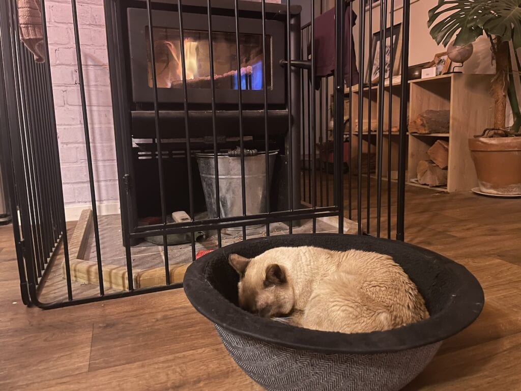 How to Help Your Cat Fall in Love With Their New Bed: Baby Cat & the Hepper Nest