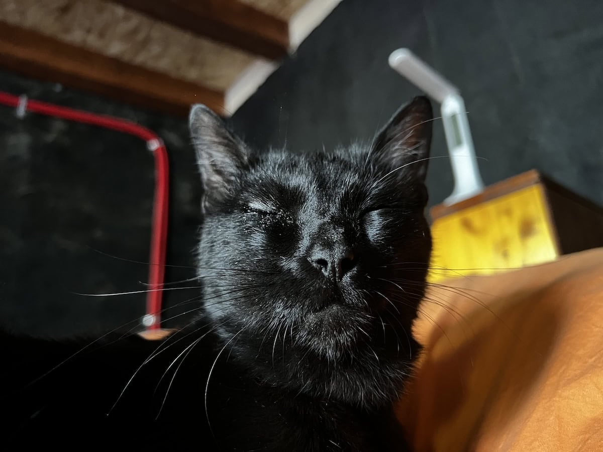 Cats and Bees Don't Mix: What Happened to Miki's Face?