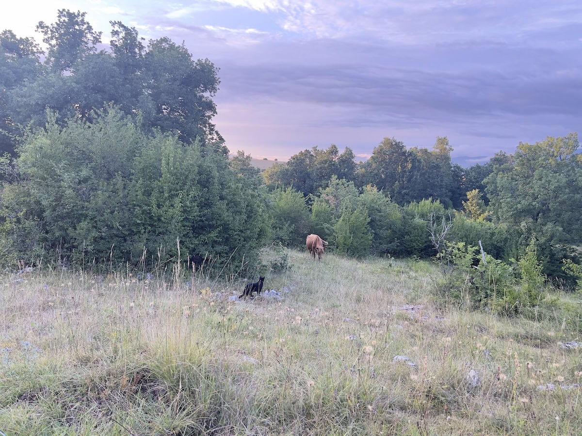 Cats and Thunderstorms: Run Miki, Run
