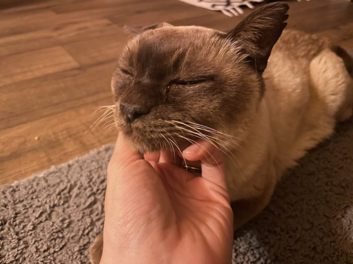 Baby Cat Health Update (August 2024)