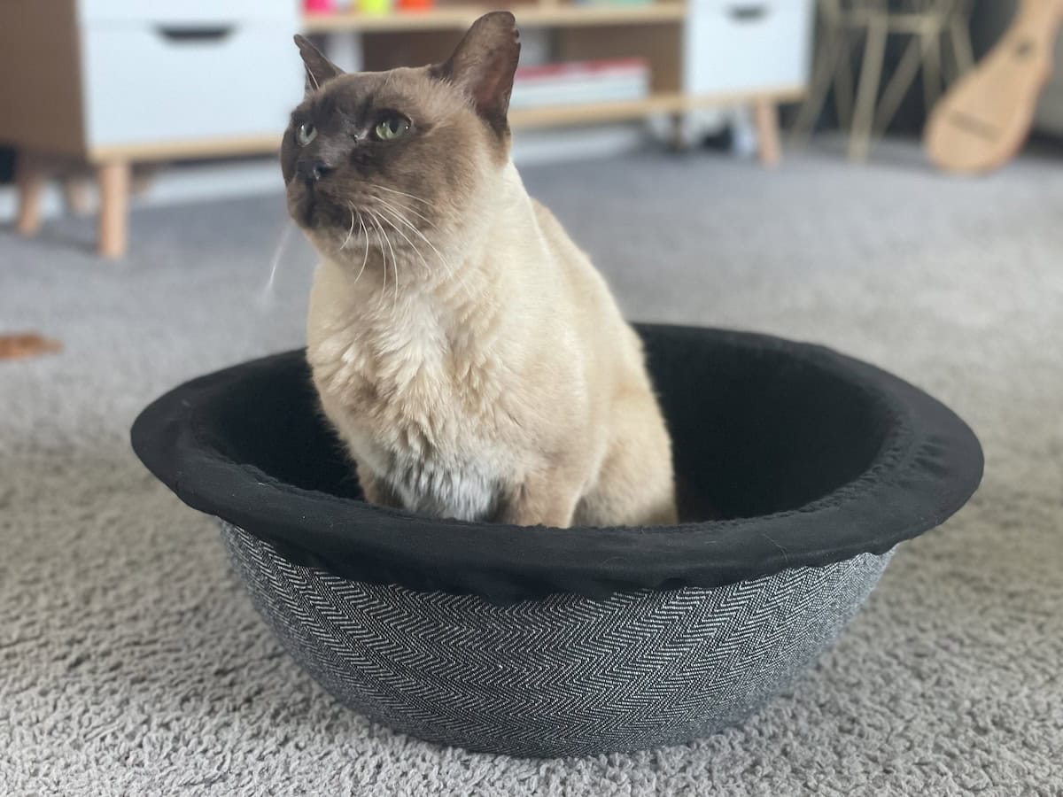 It's Finally Here! Baby Cat Gets His Hepper Nest Bed