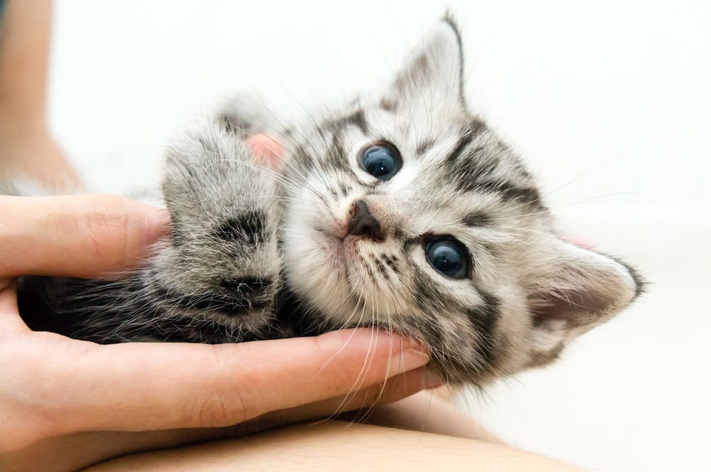 New Cat or Kitten Shopping Checklist: 26 Essential Supplies (2026 Update)