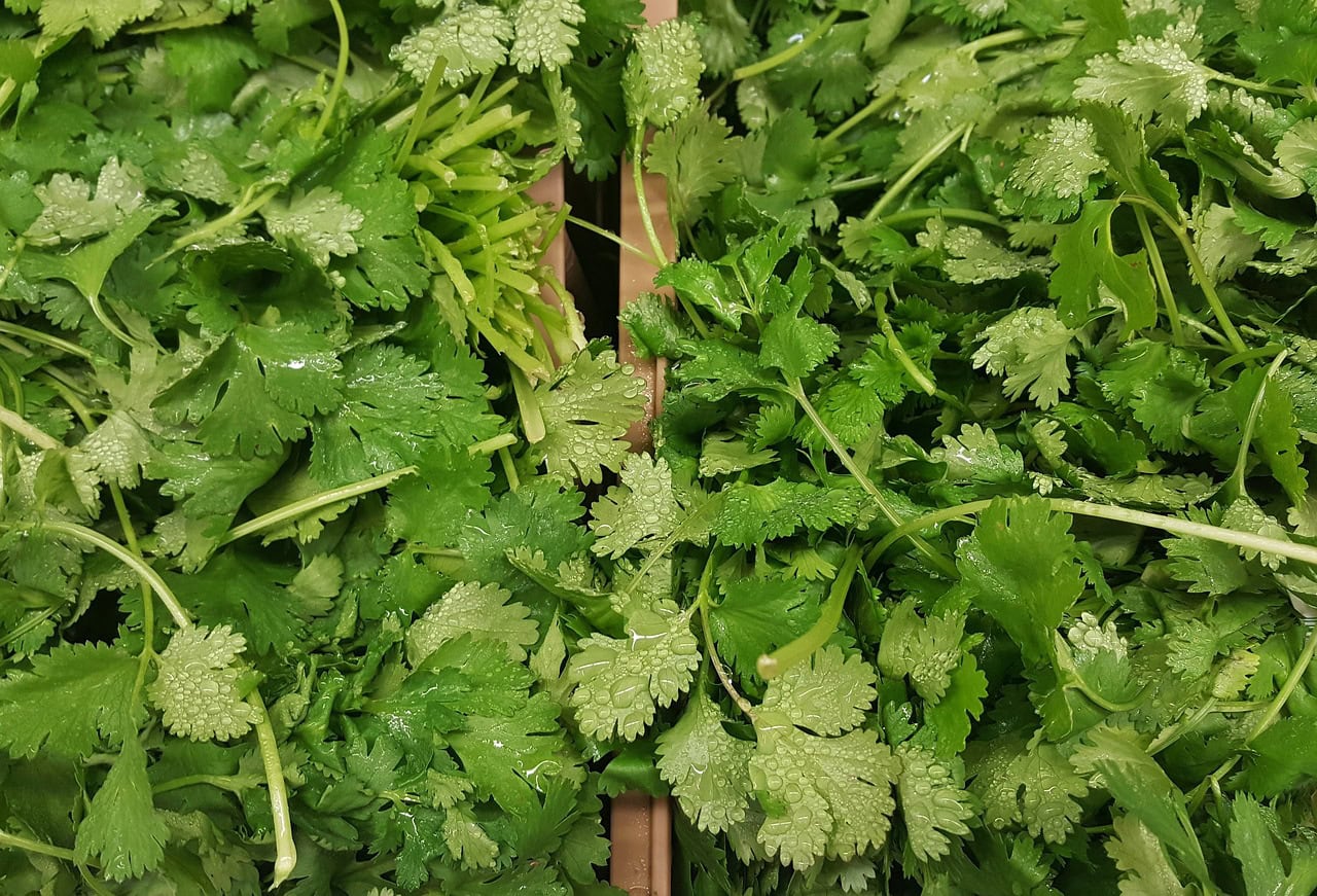 Can Parakeets Eat Cilantro? Vet-Verified Nutrition Facts & FAQ