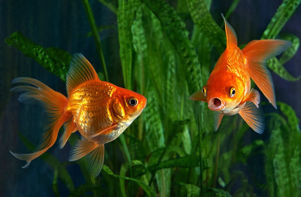 29 Types of Goldfish Breeds: Identification Guide (With Info & Pictures)
