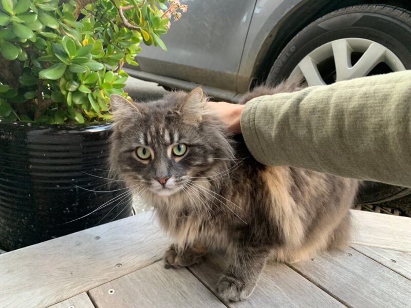 Meeting the Neighbor's Maine Coon While Baby Cat Snoozes in the Sun