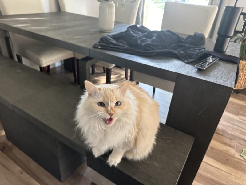 Blue meowing from the dining table
