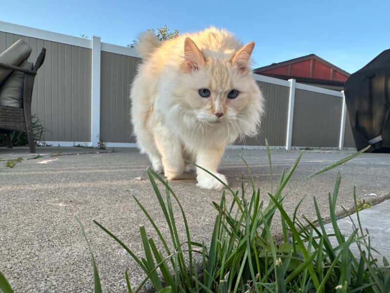 Blue's Outdoor Adventures: End of Summer Update