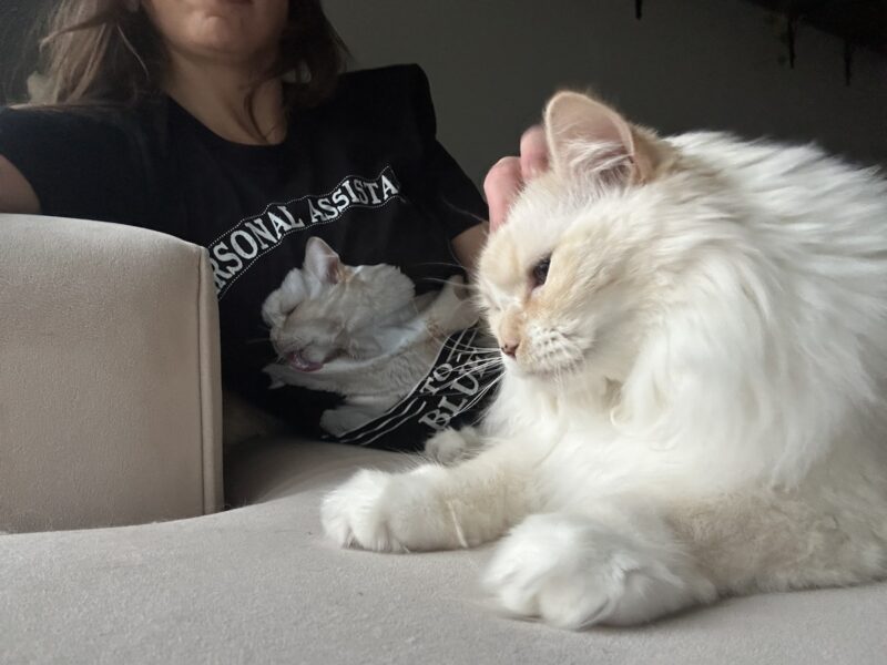 The One Where I Put Blue's Face on a T-shirt