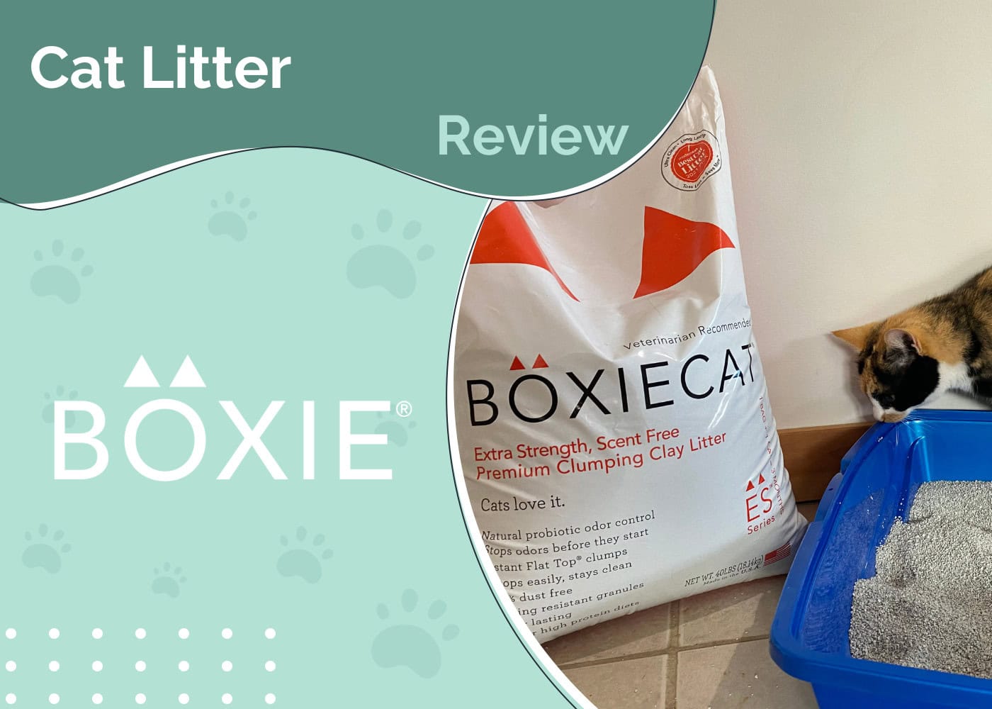 Boxie® Cat Litter Review 2026: An Expert’s Guide
