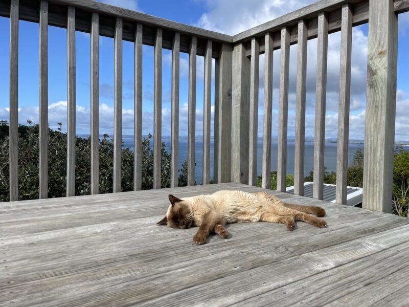 Baby Cat's Family Vacation - Part Two: Holiday Mode Activated
