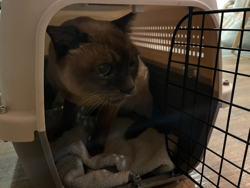 Another Road Trip Already? Baby Cat's Winter Adventures Continue