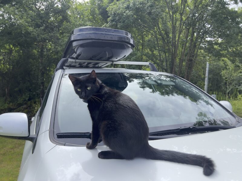 Miki and Cars: It's All Fine If We're Not Driving