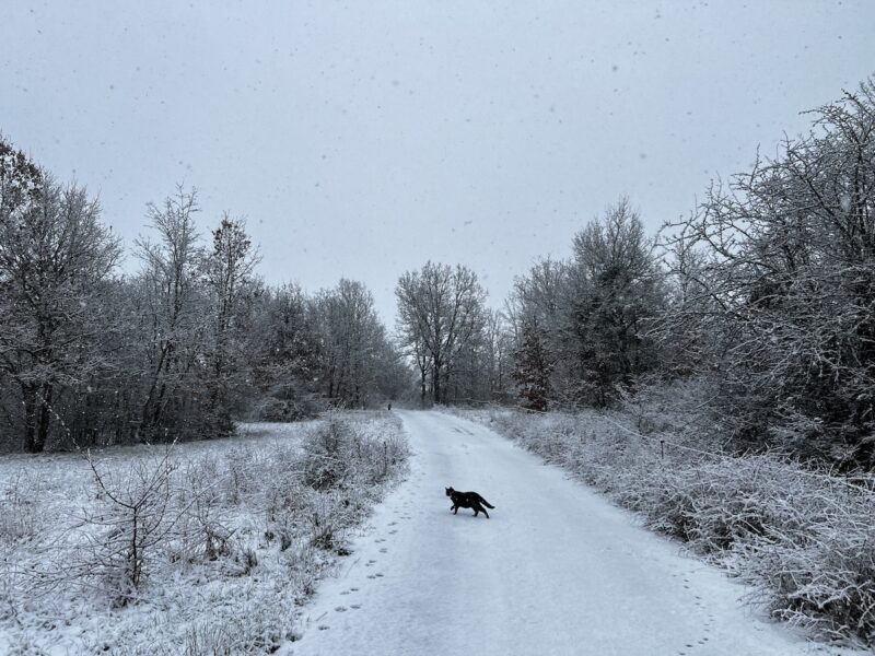 Cats and Snow: For Miki, It's Just Not Happening