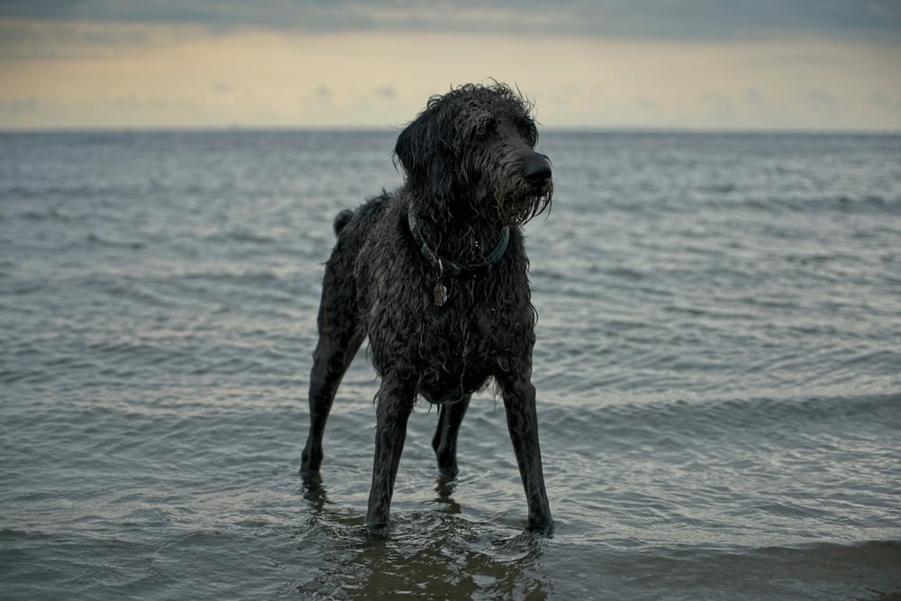 Weimardoodle Dog Breed: Info, Pictures, Care & Traits