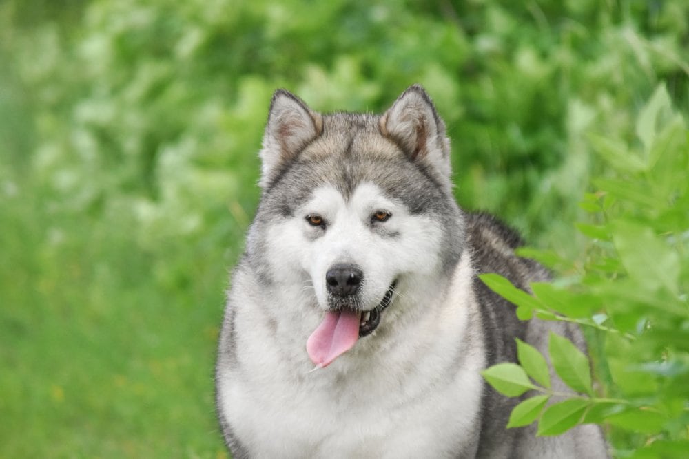 11 Alaskan Malamute Colors & Patterns (With Pictures)