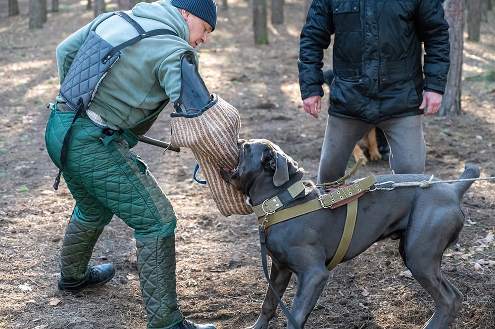 20 Dog Breeds Built to Have the Strongest Bite Force: What the Science Says
