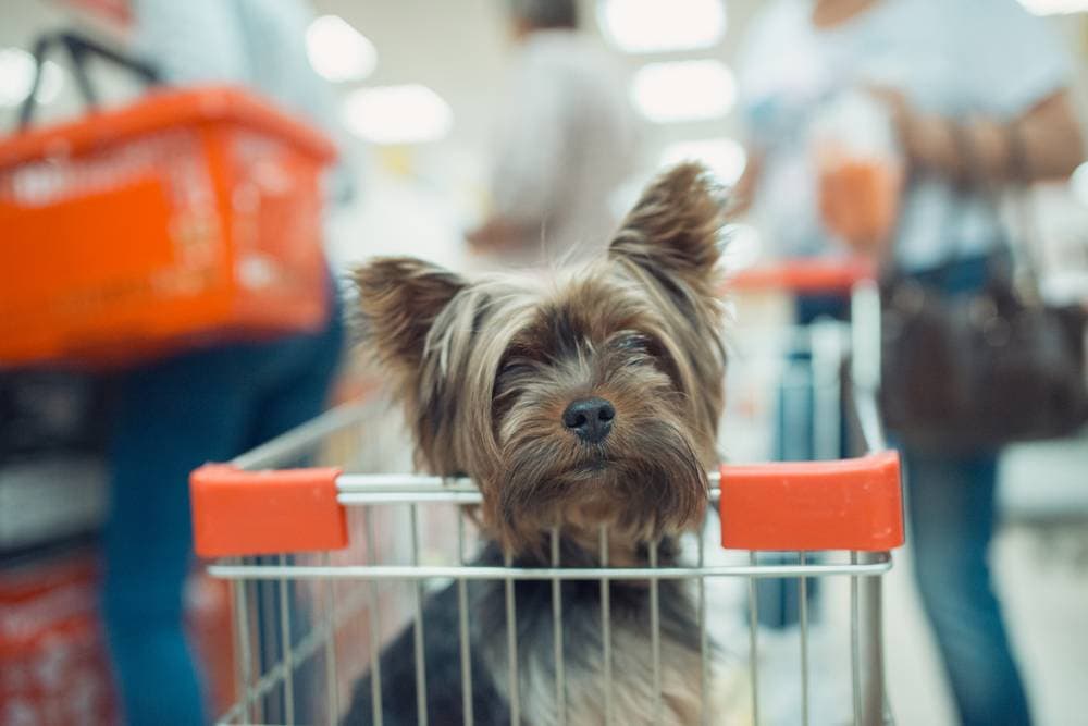 Is Rural King Pet-Friendly? A Complete Guide (2026 Update)