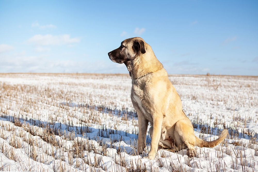 Kangal Dog Breed: Vet-Reviewed Info, Pictures, Characteristics & Facts