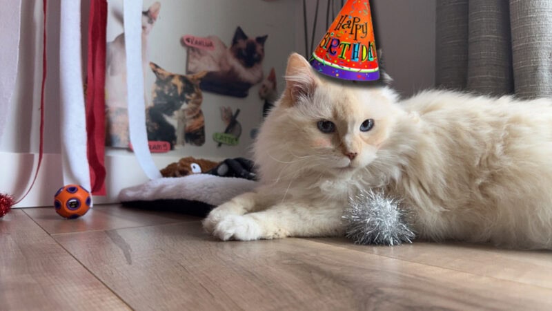Catnip Carnival: Blue's Birthday Bash