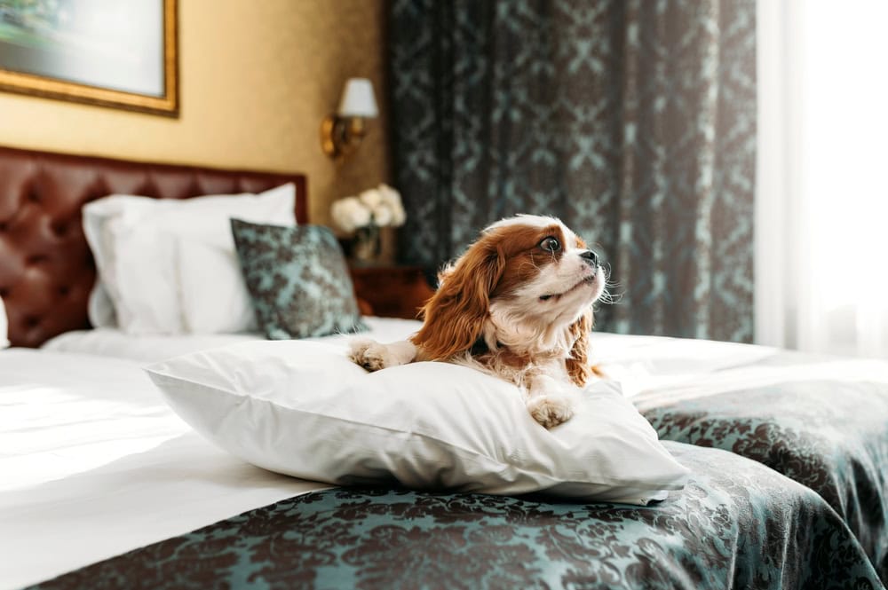6 Pet-Friendly Hotels Near Laughlin, Nevada (2026 Guide)