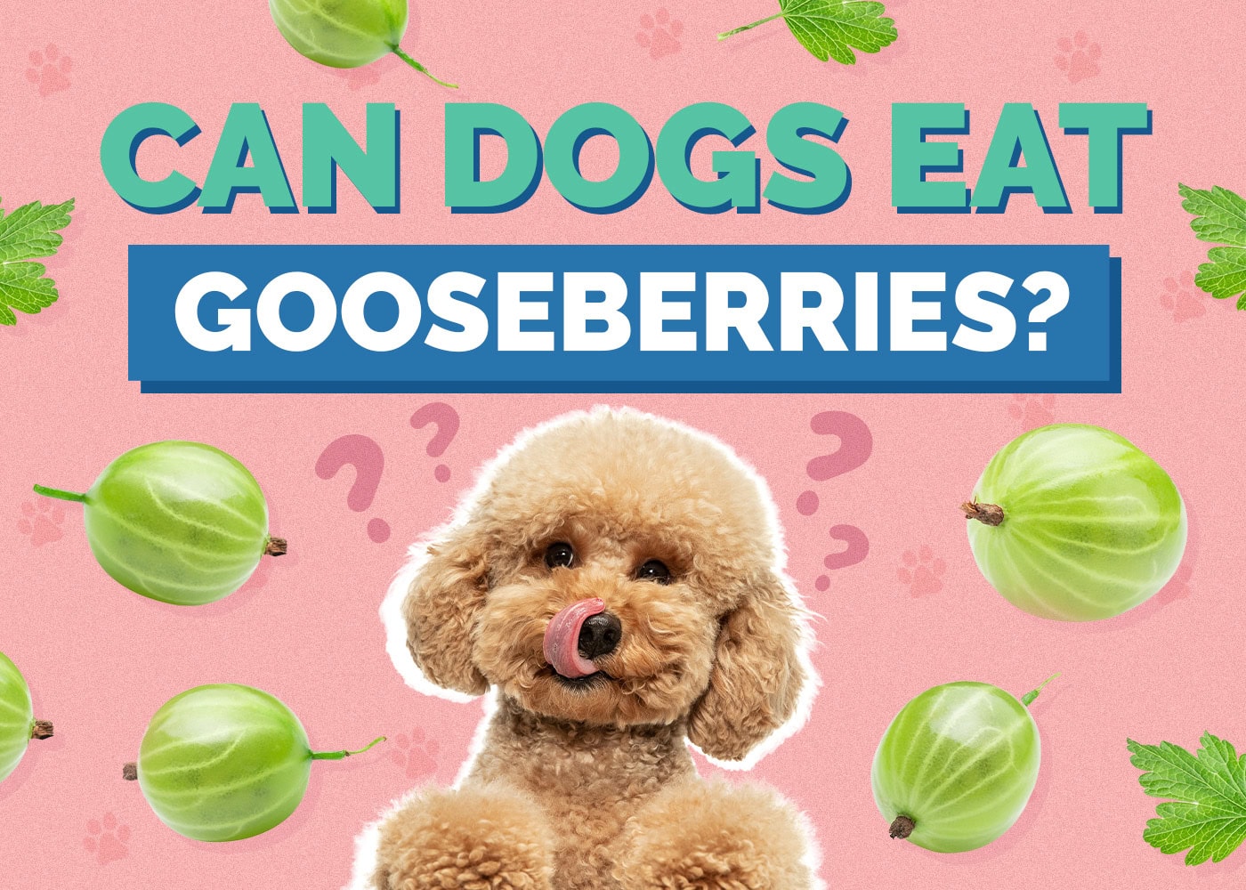 Can Dogs Eat Gooseberries? Vet Reviewed Health Concerns
